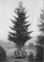 Baumtransport bei der alten Baumschulbahn [etwa 1930]