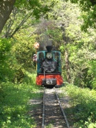 Die Sequoia im Blättermeer der Bachstrecke [2006]