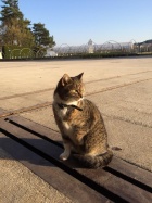 Die Katze Glöggli besucht wieder einmal die Baumschulbahn [27. März 2017]