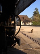 Glöggli wartet darauf, dass auch die Molly wieder nach draussen kommt [27. März 2017]