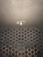 Die Sequoia hat ein neues Joggeli erhalten [3. November 2016]