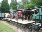 Der beladene Brigadewagen R 302 ist im Bahnhof Baumschulsee eingetroffen [2012]