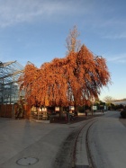 Herbststimmung im Hauptbahnhof [8. November 2015]